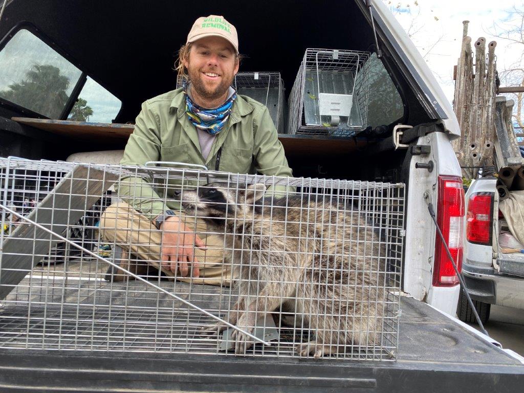 Columbia raccoon trapping